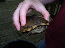 Mud Turtle