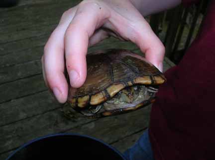 Mud Turtle