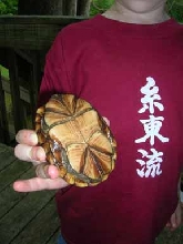 Mud Turtle