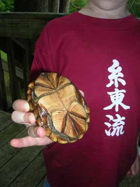 Mud Turtle