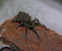 NC Wolf Spider with Babies