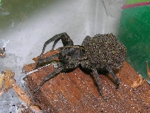 NC Wolf Spider