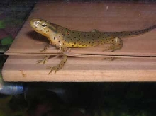 Spotted Newt
