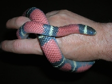 Sinaloan Milksnake- Blue