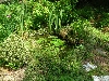 Used to be goldfish pond