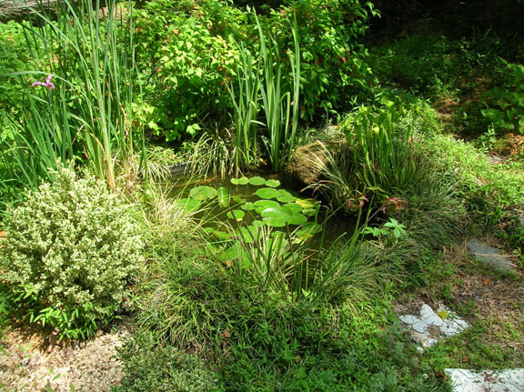 Used to be goldfish pond