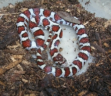 L.t. Syspila or Triangulum?