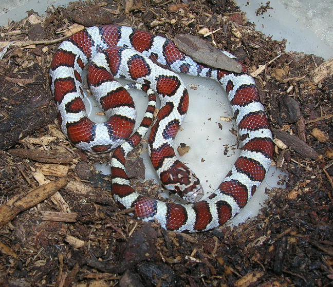 L.t. Syspila or Triangulum?