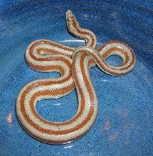 Male Rosy