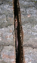 Safe Skink