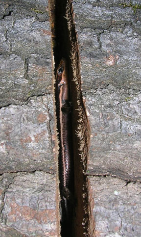 Safe Skink