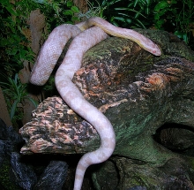 Female Yearling Snow
