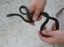 Southern Black Racer
