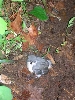 Strangest herp I ever found under a log