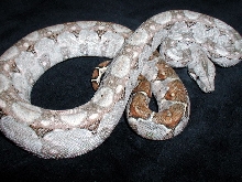 hypo sonoran