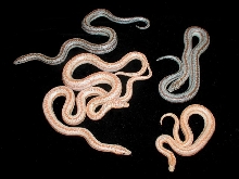 WW albino X het litter