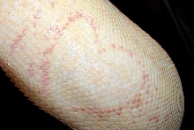Albino X Argentine heart pattern