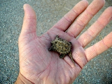 Newborn snapping turtles1
