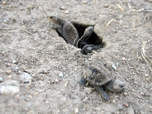 newborn snapping turtles2