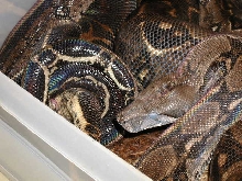 Het Leopards breeding FEB07
