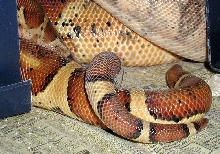 Hypo Harlequins breeding Feb07