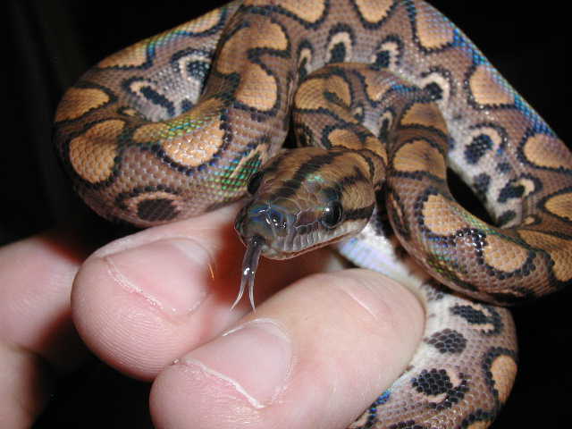Rainbow tounge shot 8/1/06