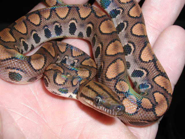 Rainbow born 8/01/06