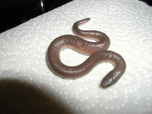 Newborn rubber boa
