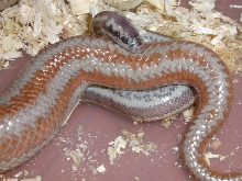 corn springs rosy being born