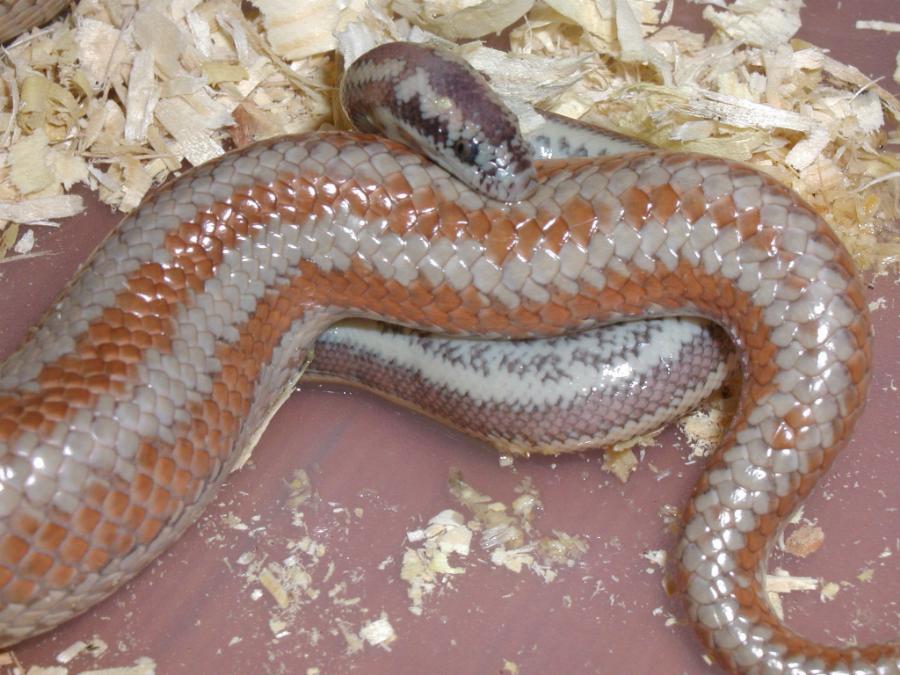 corn springs rosy being born