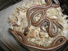 corn springs after shed