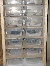 Neonate "budget rack"