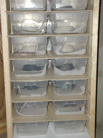 Neonate "budget rack"
