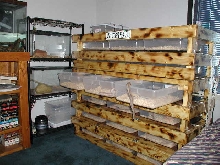 Rosy rack 2