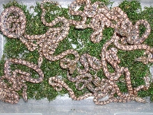 Rainbow litter born 8-20-2005