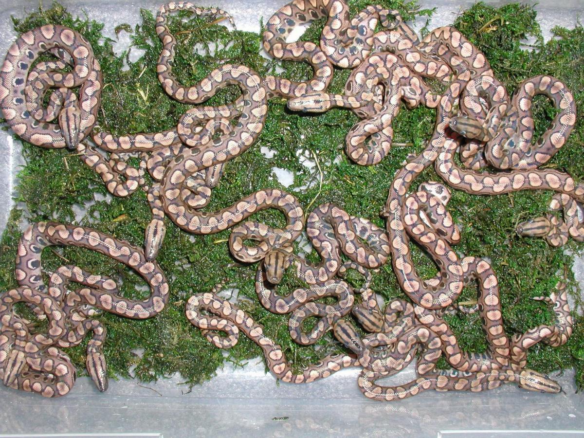 Rainbow litter born 8-20-2005