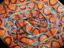 Rainbow coil