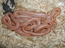 albino group newborns 8-14-2005