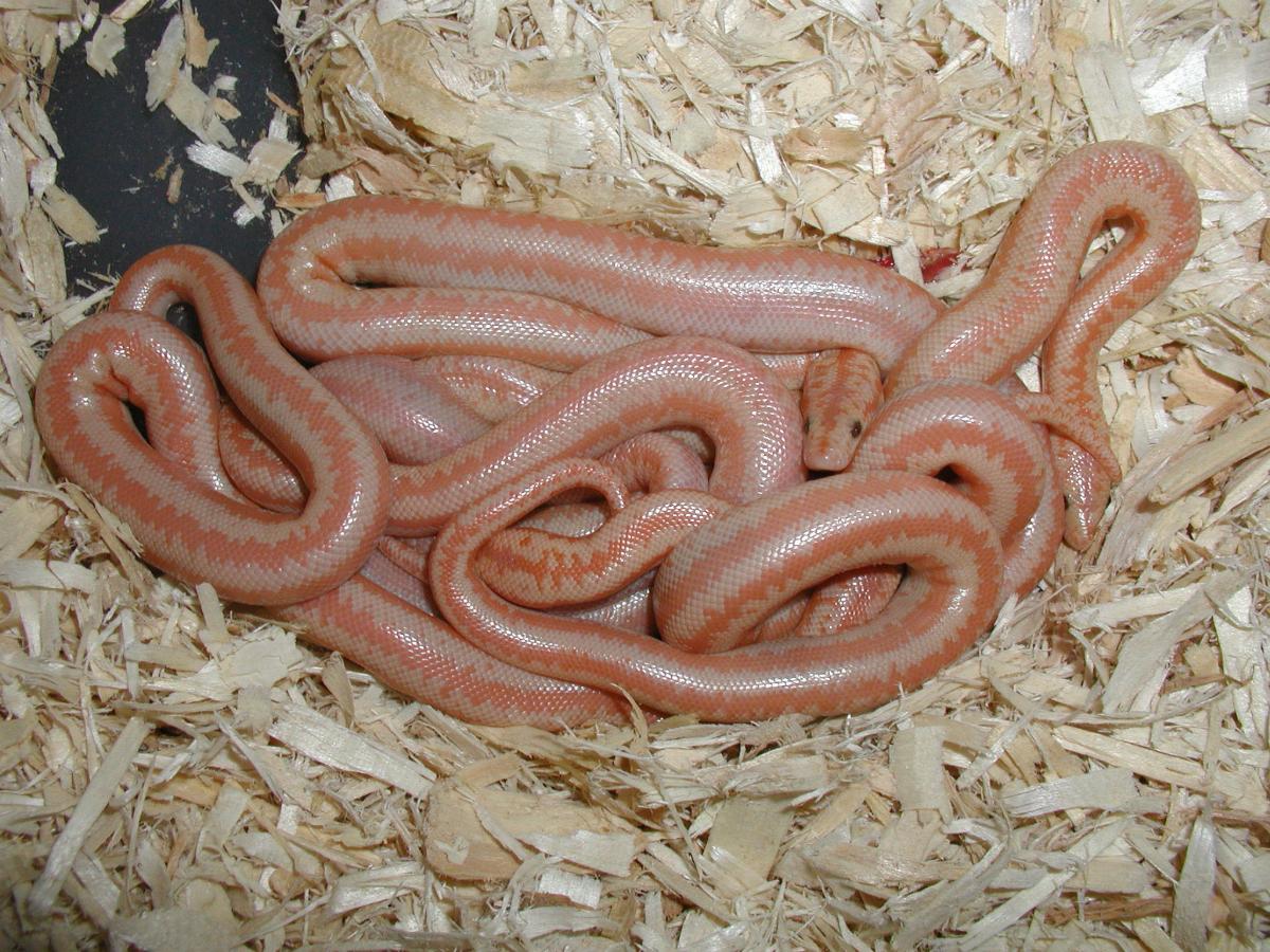 albino group newborns 8-14-2005