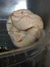 Albino Tree Boa