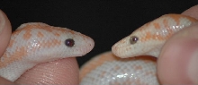 closeup head shot snow and albino