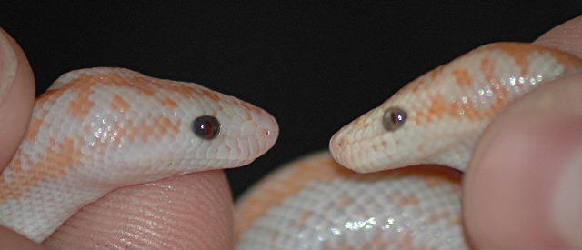 closeup head shot snow and albino