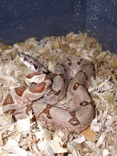 Small pattern hypo