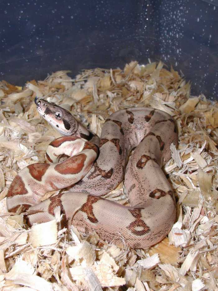 Small pattern hypo