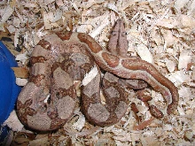 stiped tail hypo