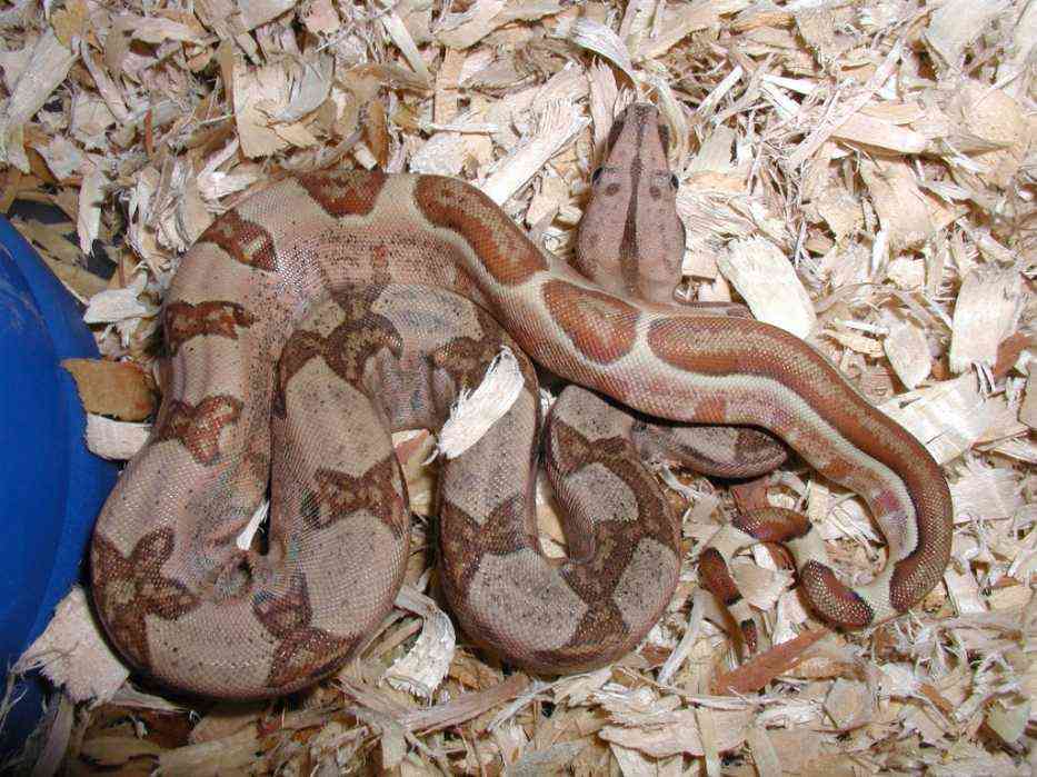 stiped tail hypo