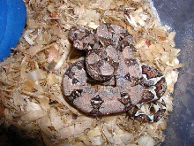colorful hypo