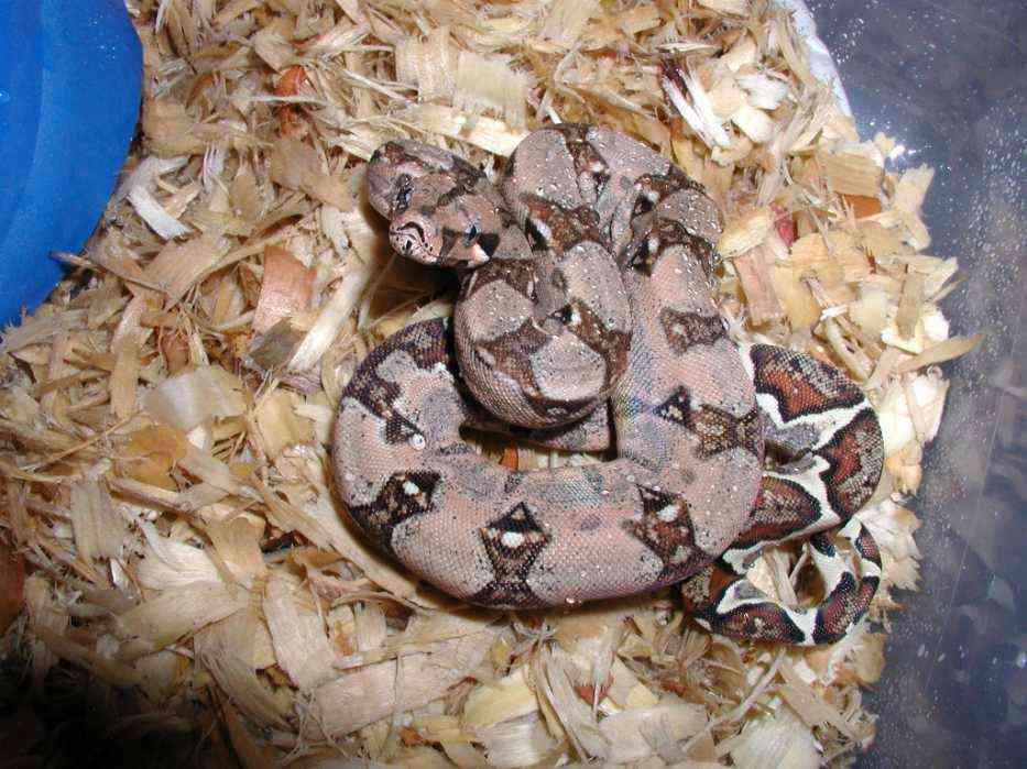 colorful hypo