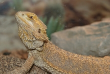 Matilda 05 - Bearded Dragon