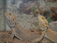 Irwin and Matilda 05 - Bearded Dragons